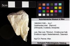 Foto (Objket + Etiketten) von Galatheoidea indet. 